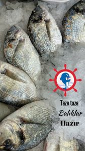 taze-balik-deniz-cipurasi-cipura-baligi-kaptanin-yeri-ankara
